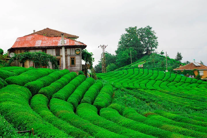 Rize